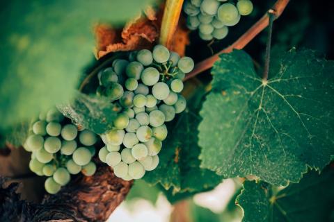 Traducciones para el sector del vino enología