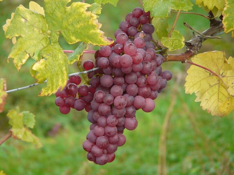traducción en el ámbito de la viticultura